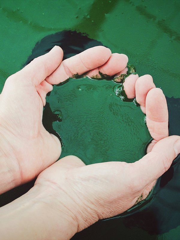 Espirulina en polvo 250g 2